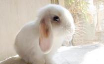 迷你垂耳兔的简介-迷你垂耳兔是怎样的？
