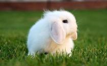 迷你垂耳兔可以长到多大？