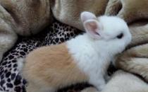 迷你雷克斯兔的简介-迷你雷克斯兔外貌特征