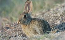 沙漠棉兔的简介-沙漠棉兔是什么品种？