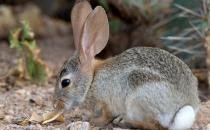 沙漠棉兔有什么形态特征？