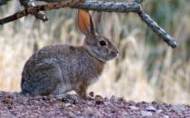 沙漠棉尾兔的形态特征是怎样的？