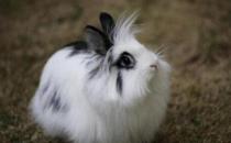 狮子头兔对生活环境有什么要求？