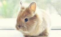 狮子兔的简介-狮子兔是什么样的？