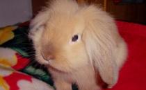 狮子兔的价格-狮子兔多少钱能买到？