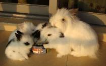 狮子兔对生存环境有什么要求？