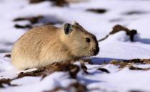 鼠兔的简介-鼠兔是怎样的？