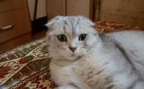 苏格兰折耳猫的养殖方法是什么？