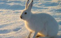 塔里木兔是什么品种？塔里木兔的简介