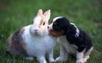 塔里木兔的兔笼应该如何选择？