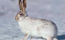 塔里木兔的特征和饲养方法