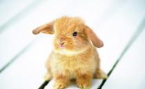 太行山兔的简介-太行山兔是什么？