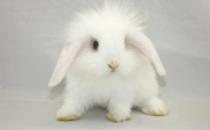 西施兔的产地是哪里？西施兔的兔笼怎么设计？