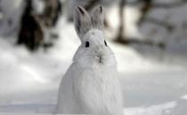 雪兔的生存环境是怎样的？