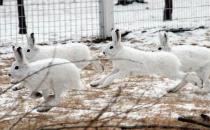 雪兔冬季的毛色特征-雪兔的外观