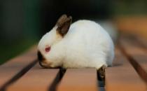 给喜马拉雅兔吃什么最好？