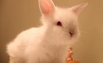 喜玛拉雅兔有什么特征？