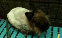 暹罗兔的生活习性-暹罗兔的寿命有多久？