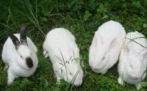 伊拉兔的饲养环境-伊拉兔的经营管理