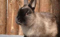 暹罗兔的价格-成年暹罗兔多少钱？