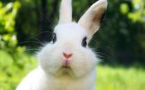 熊猫兔怎么养？熊猫兔主要吃什么？