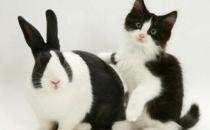 熊猫兔能喝水吗？熊猫兔兔笼要多大？