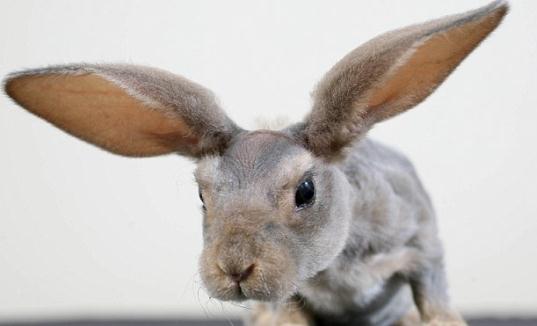 英种小型兔多少钱能够买到？