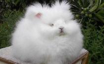 英国安哥拉兔能喝水吗？安哥拉兔怎么养？