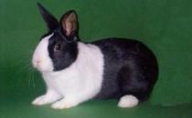 英国斑点兔的简介 英国斑点兔的价格