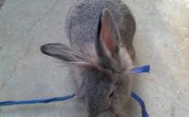 英国斑点兔怎么养？英国斑点兔的产地