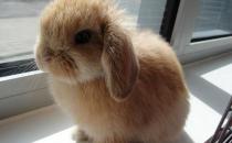 英国垂耳兔的体型特征是怎样的？