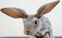 英种小型兔多少钱能够买到？