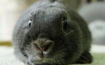 银狐兔产自哪里？银狐兔的饲养方法