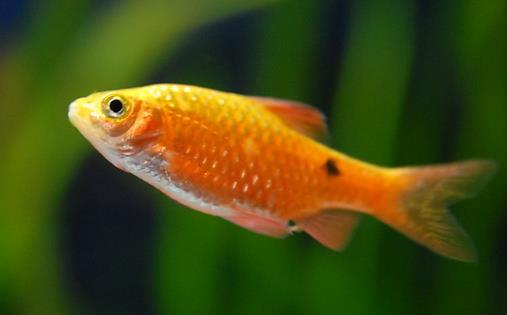 鱼肉营养价值高 宝宝吃什么鱼好?