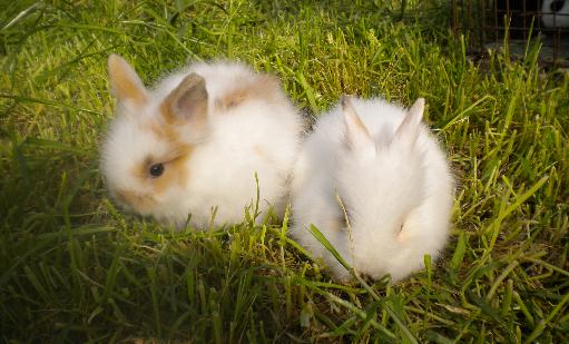 侏儒海棠兔对生存环境有什么要求？