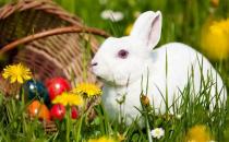中国白兔多少钱能够买到？