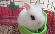 侏儒海棠兔是什么品种的兔兔？