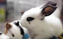 侏儒海棠兔多少钱能买到？侏儒海棠兔的特征