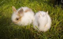 侏儒海棠兔对生存环境有什么要求？