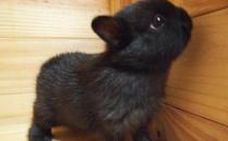 侏儒兔怎么养？侏儒兔的饲养方法