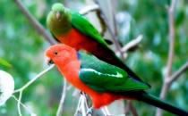 澳洲国王鹦鹉的产地 澳洲国王鹦鹉的简介