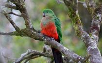 澳洲国王鹦鹉的饲养方法 澳洲国王鹦鹉的价格