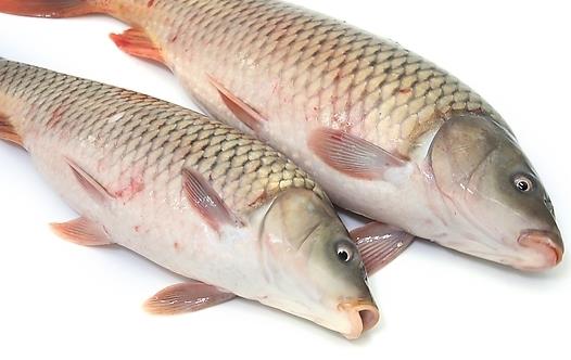 鱼怎么吃 吃10种鱼的注意事项
