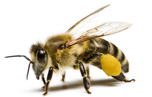 被蜜蜂蛰哪比较疼？