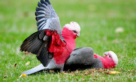 粉红胸凤头鹦鹉的简介 粉红胸凤头鹦鹉的产地