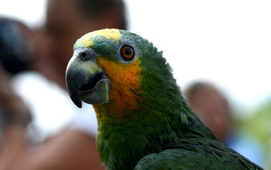 橙翅亚马逊鹦鹉的饲养方法 橙翅亚马逊鹦鹉的价格