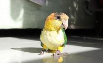 白腹凯克鹦鹉的简介 白腹凯克鹦鹉的产地