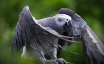 非洲灰鹦鹉的简介 非洲灰鹦鹉的外形特点