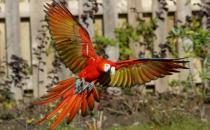 绯红金刚鹦鹉产自哪里？绯红金刚鹦鹉的简介