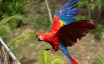 绯红金刚鹦鹉怎么养？绯红金刚鹦鹉的特点